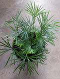 Eyelash Fern